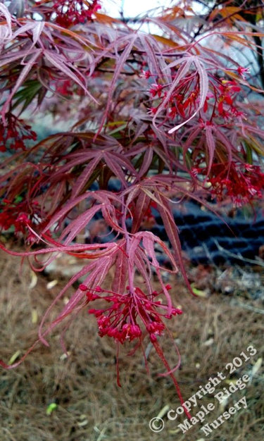 Acer palmatum 'Scolopendrifolium Rubrum' Red Japanese Maple - Maple Ridge Nursery